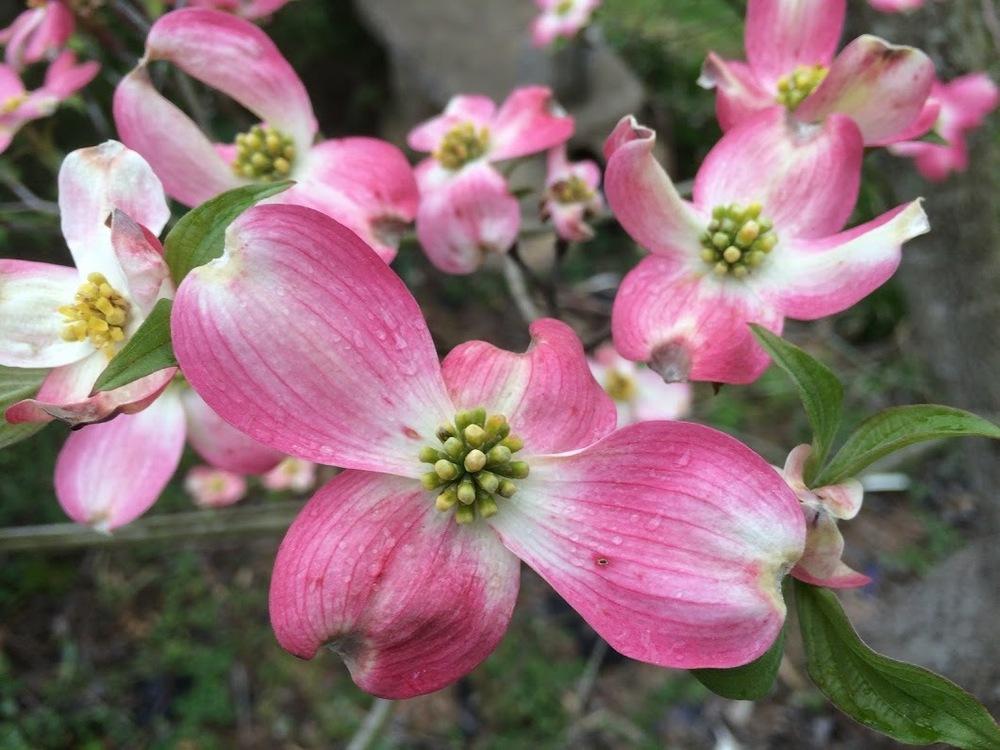 Photo of Pink Flowering Dogwood (Cornus florida 'Rubra') uploaded by IrisOnIselin