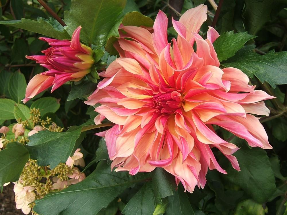 Photo of Dahlia 'Labyrinth' uploaded by pirl