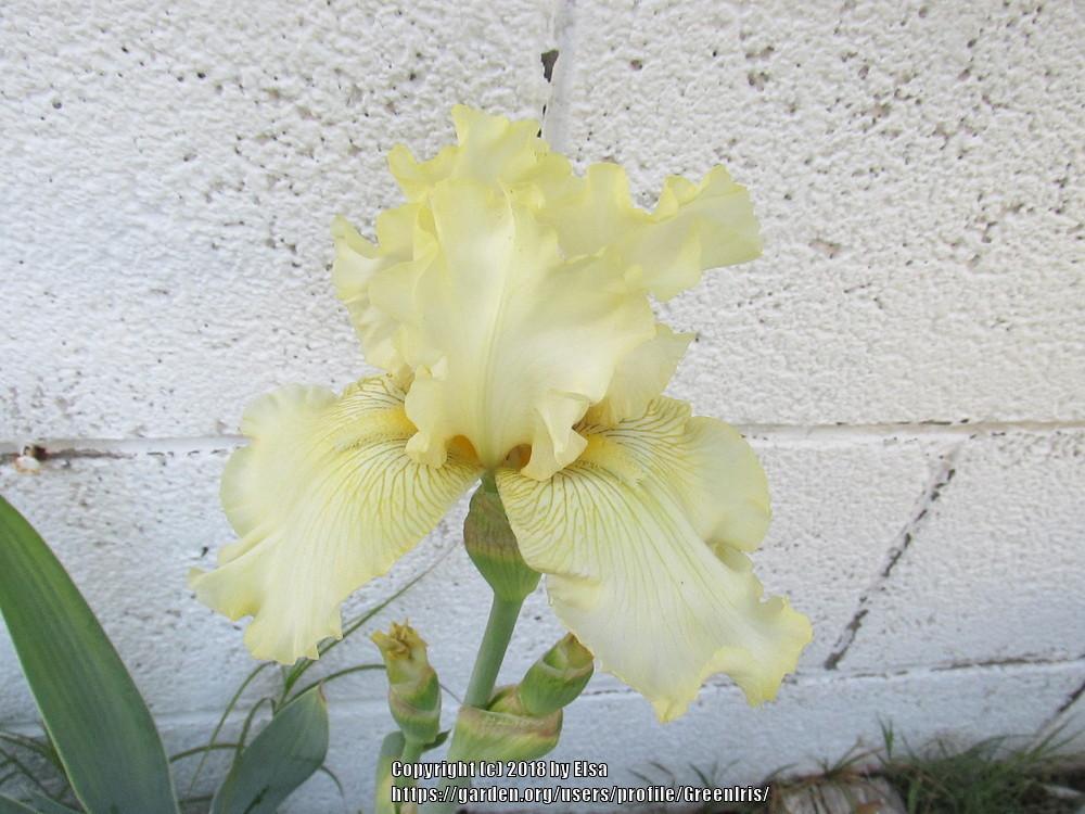 Photo of Tall Bearded Iris (Iris 'Lichen') uploaded by GreenIris