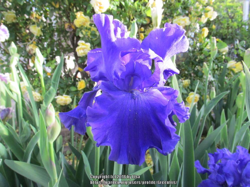 Photo of Tall Bearded Iris (Iris 'Navy Blues') uploaded by GreenIris