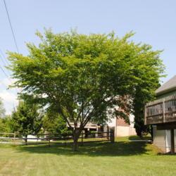 Location: Reading, Pennsylvania
Date: 2015-06-10
maturing tree in summer