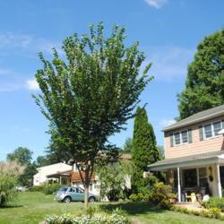 Location: Malvern, Pennsylvania
Date: 2018-09-16
newly pruned young tree