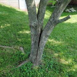 Location: Reading
Date: 2015-06-10
trunk splitting from branch weight