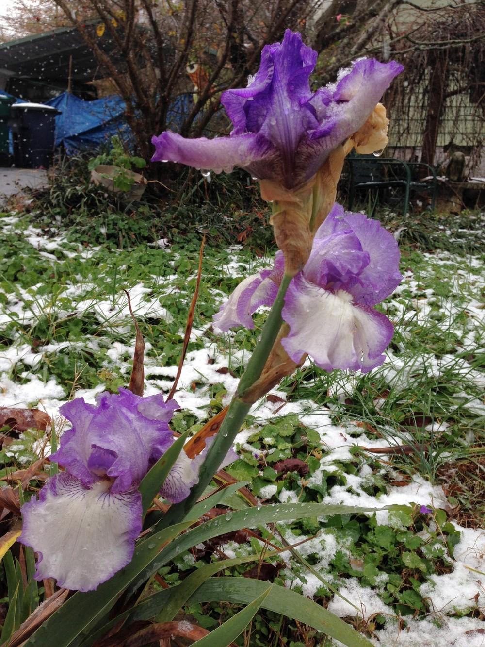 Photo of Tall Bearded Iris (Iris 'Earl of Essex') uploaded by IrisOnIselin