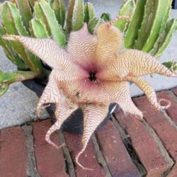 Location: all photos from my gardens
Date: 9-29-2018
how bizarre - 9 tentacles .... !