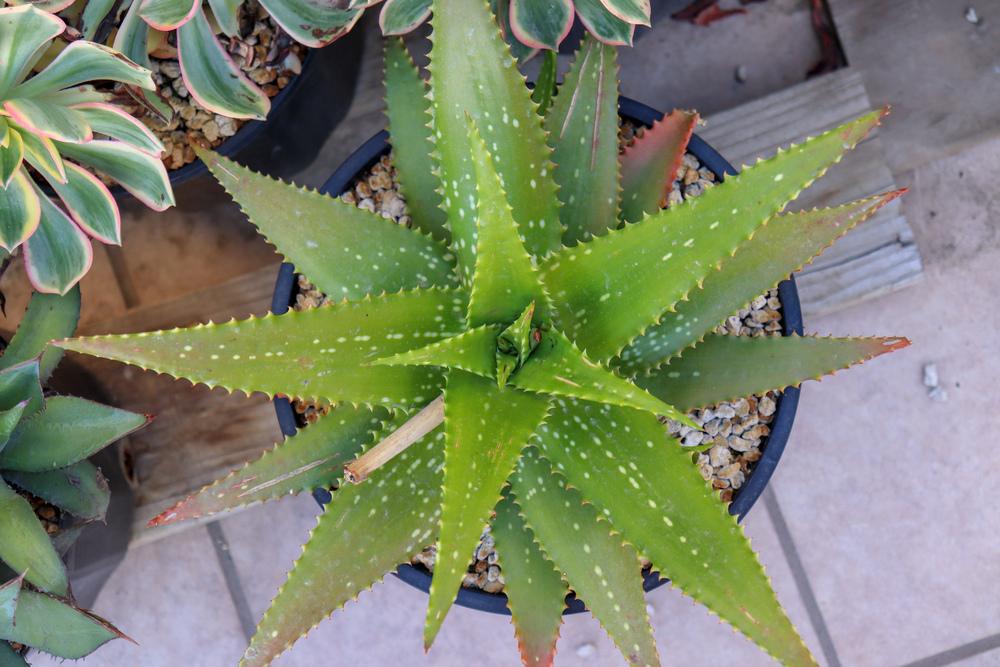 Photo of Aloe 'Cynthia Giddy' uploaded by Baja_Costero