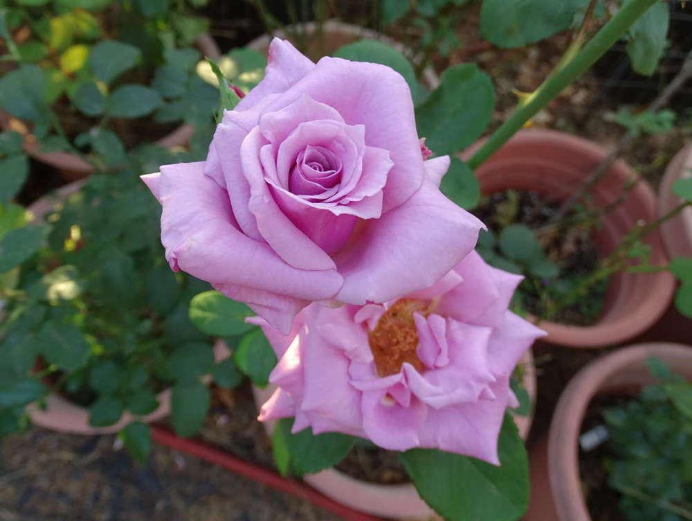 Photo of Rose (Rosa 'Delilah') uploaded by Beth_NorCal