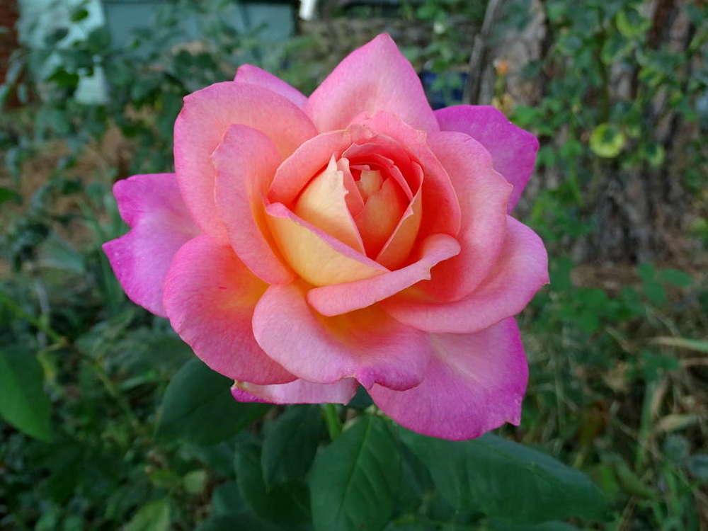 Photo of Rose (Rosa 'World Peace') uploaded by Beth_NorCal