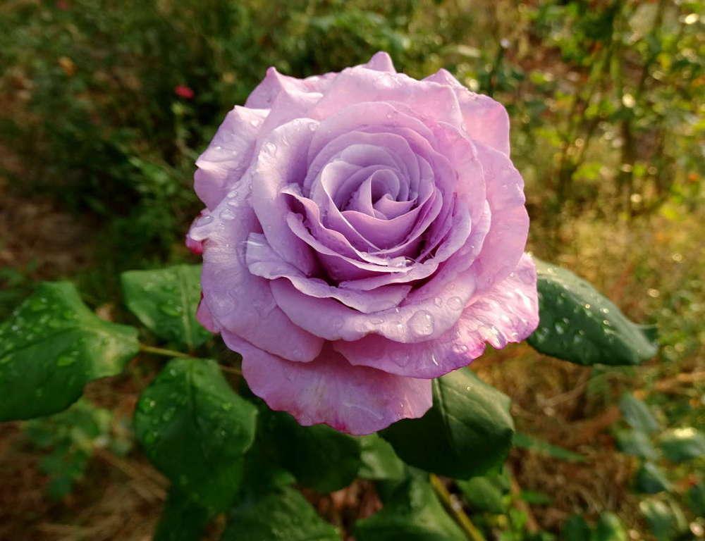Photo of Rose (Rosa 'Neptune') uploaded by Beth_NorCal
