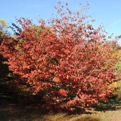 Location: Tyler Arboretum near Media, Pennsylvania
Date: 2010-10-28
full-grown tree in red fall color