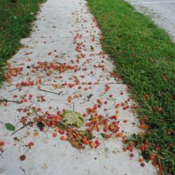 Location: Wayne, Pennsylvania
Date: August 2014
messy fallen fruit on sidewalk
