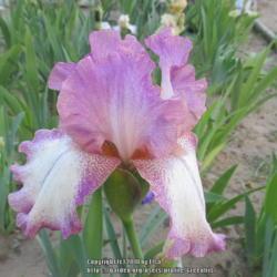 Location: Las Cruces, NM
Date: 2018-04-28
TB Iris Pink Confetti