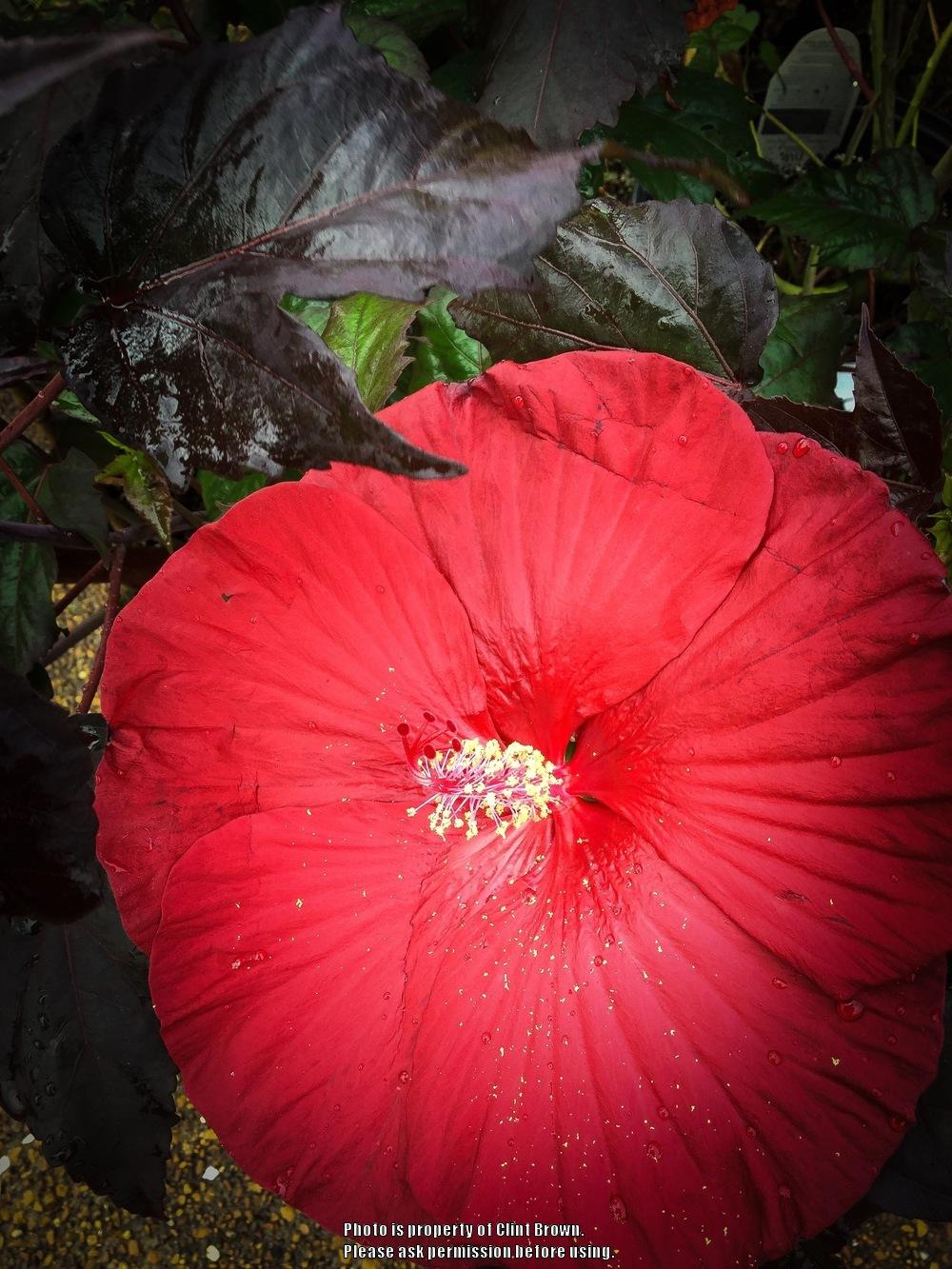 Photo of Hybrid Hardy Hibiscus (Hibiscus Summerific™ Holy Grail) uploaded by clintbrown