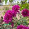 "Chrysanthemum 'Purple Waters', 2018 photo, Common Name: Hardy Ga