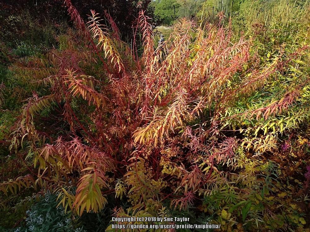 Photo of Swamp Spurge (Euphorbia palustris) uploaded by kniphofia