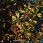 Glossy and colorful leaves of Coprosma 'Evening Glow'