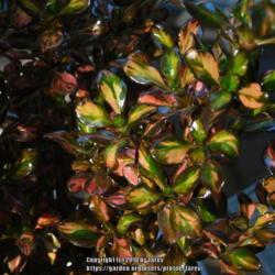 Location: At our garden - San Joaquin County, CA
Date: 2018-10-10 - Fall season
Glossy and colorful leaves of Coprosma 'Evening Glow'