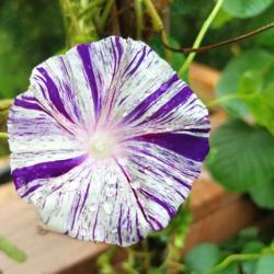 Location: Wilmington, Delaware USA
Date: 2018-10-11
Flaked Purple Ipomoea purpurea flower
