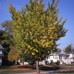 Location: Aurora, Illinois
Date: October in the 1980's
parkway tree beginning fall color