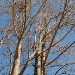 Location: Tyler Arboretum near Media, Pennsylvania
Date: 2011-02-15
looking up trunks in winter