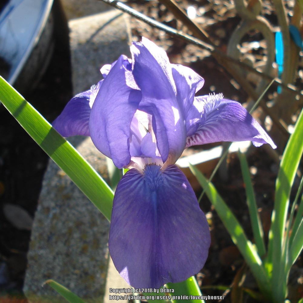 Photo of Standard Dwarf Bearded Iris (Iris 'Smell the Roses') uploaded by lovemyhouse