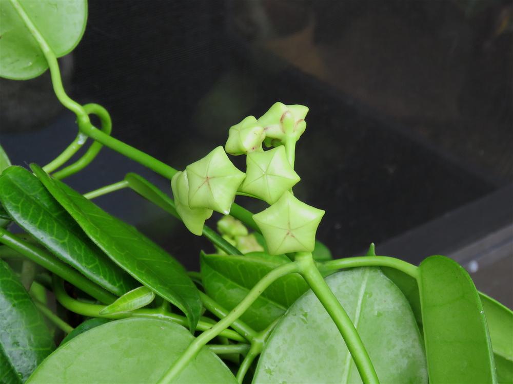 Photo of Wax Plant (Eriostemma 'Ruthie') uploaded by plantladylin