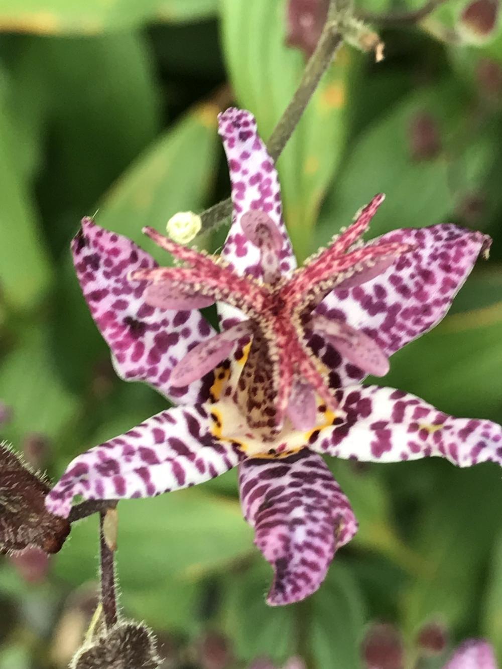 Photo of Empress Toad Lily (Tricyrtis 'Empress') uploaded by Legalily
