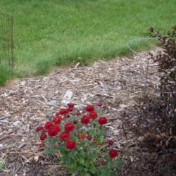 Location: Clinton, Michigan 49236
Date: 2018-10-10
"Chrysanthemum 'Betty Lou', 2018 photo, Common Name: MAXI-MUM™ 