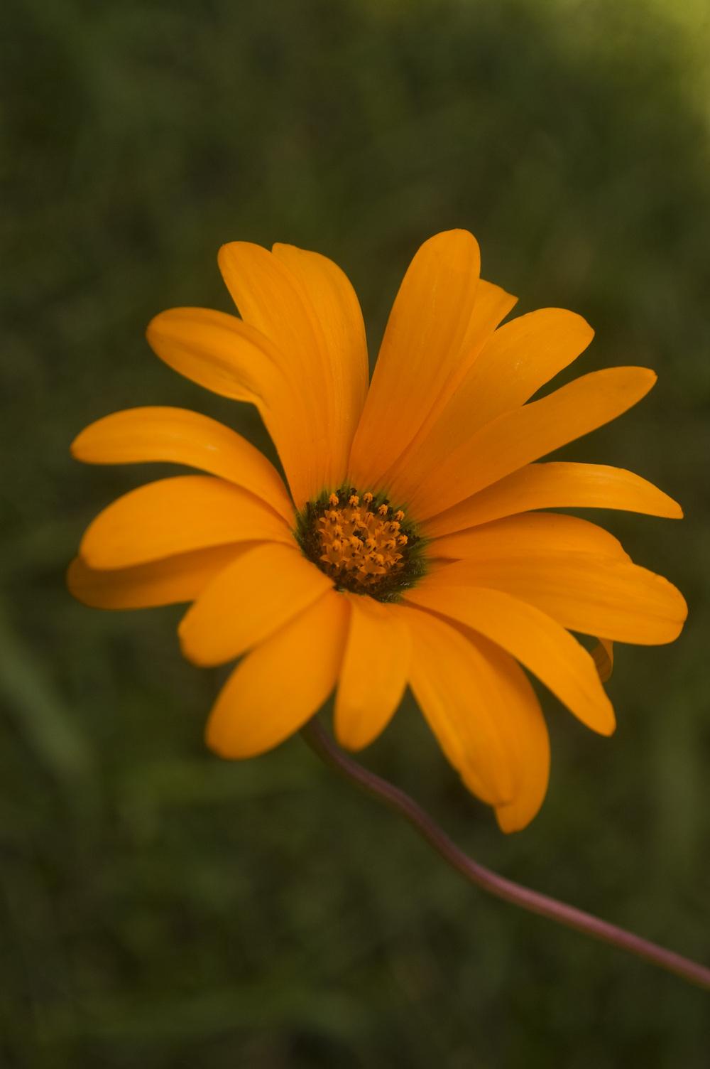 Photo of Cape Daisy (Dimorphotheca sinuata) uploaded by AudreyDee