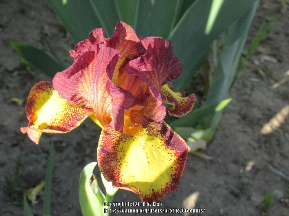 Photo of Intermediate Bearded Iris (Iris 'Red Hot Chili') uploaded by GreenIris