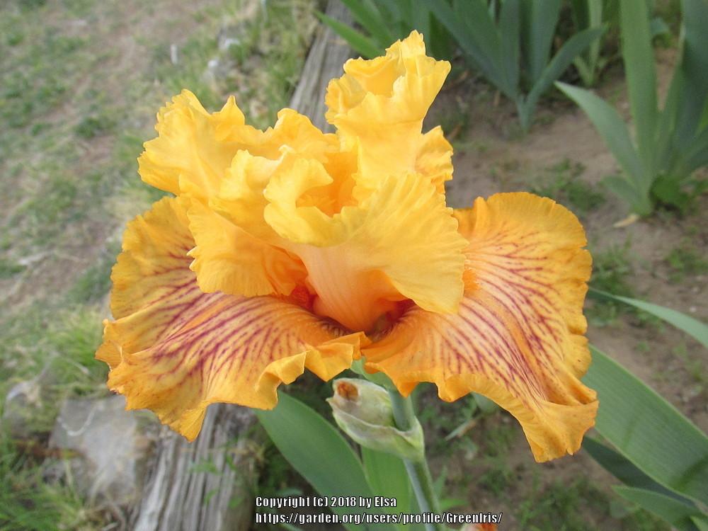 Photo of Tall Bearded Iris (Iris 'Sammie's Jammies') uploaded by GreenIris