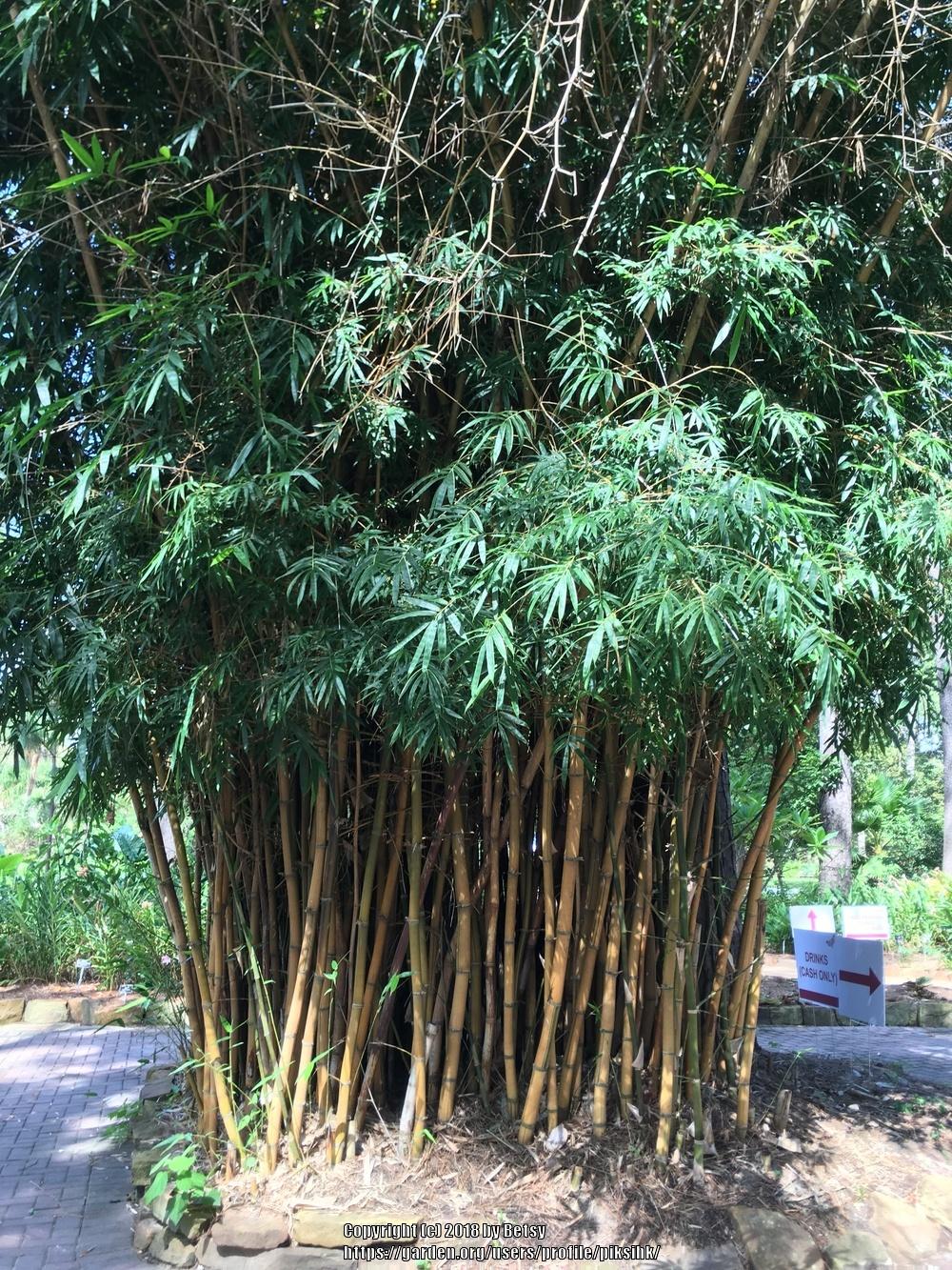 Photo of Bamboo (Bambusa) uploaded by piksihk