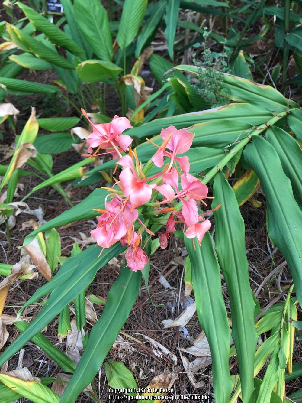 Photo of Ginger Lilies (Hedychium) uploaded by piksihk