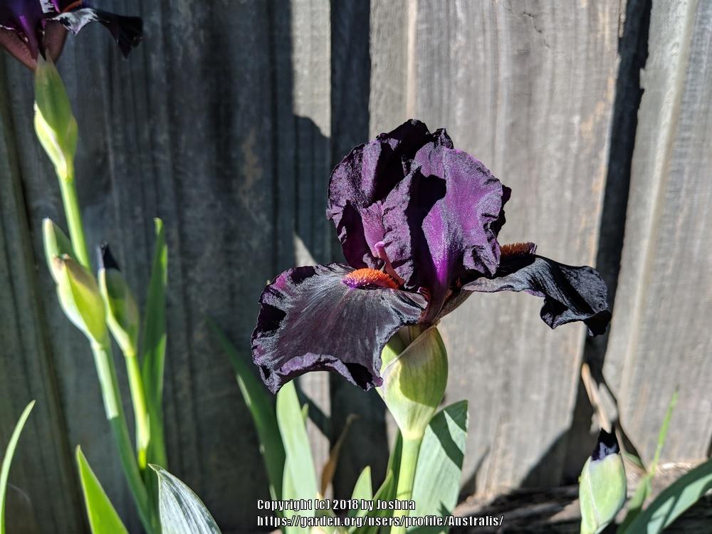 Photo of Intermediate Bearded Iris (Iris 'Devil May Care') uploaded by Australis