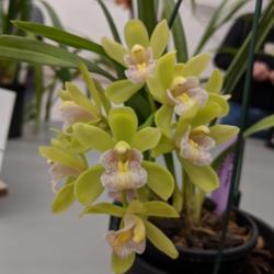 Location: Cymbidium Orchid Society of Victoria Meeting, Victoria, Australia
Date: 2018-09-11