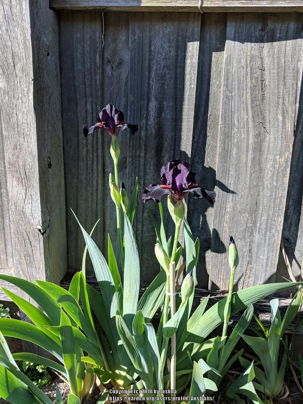 Photo of Intermediate Bearded Iris (Iris 'Devil May Care') uploaded by Australis