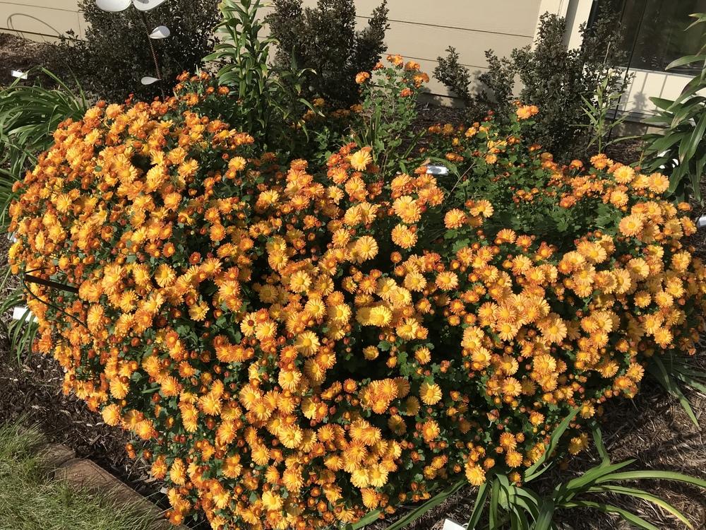 Photo of Chrysanthemum (Chrysanthemum x rubellum 'Autumn Bronze') uploaded by Legalily