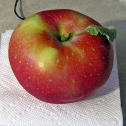 Location: My Gardens
Date: October 13, 2018
Obtained at local orchard; Huge fruit; This one weighed 1# & .1 o