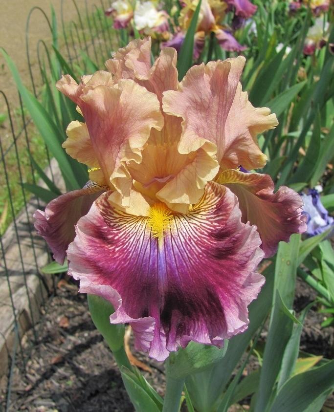 Photo of Tall Bearded Iris (Iris 'Funday Monday') uploaded by starwoman
