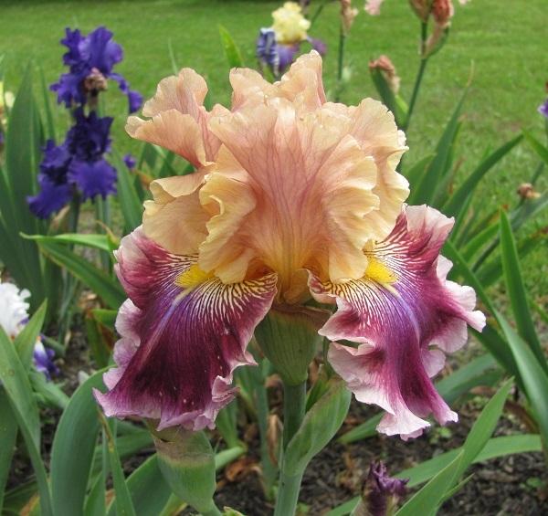 Photo of Tall Bearded Iris (Iris 'Funday Monday') uploaded by starwoman