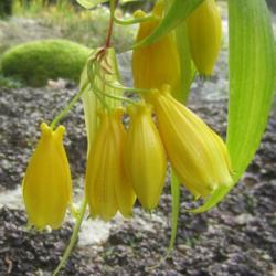 Location: Massachusetts garden
Date: Oct. 15, 2018
Arching 3' stems dripping with huge waxy bells, close-up view of 