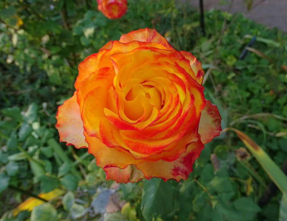 Photo of Rose (Rosa 'Tequila Sunrise') uploaded by Beth_NorCal
