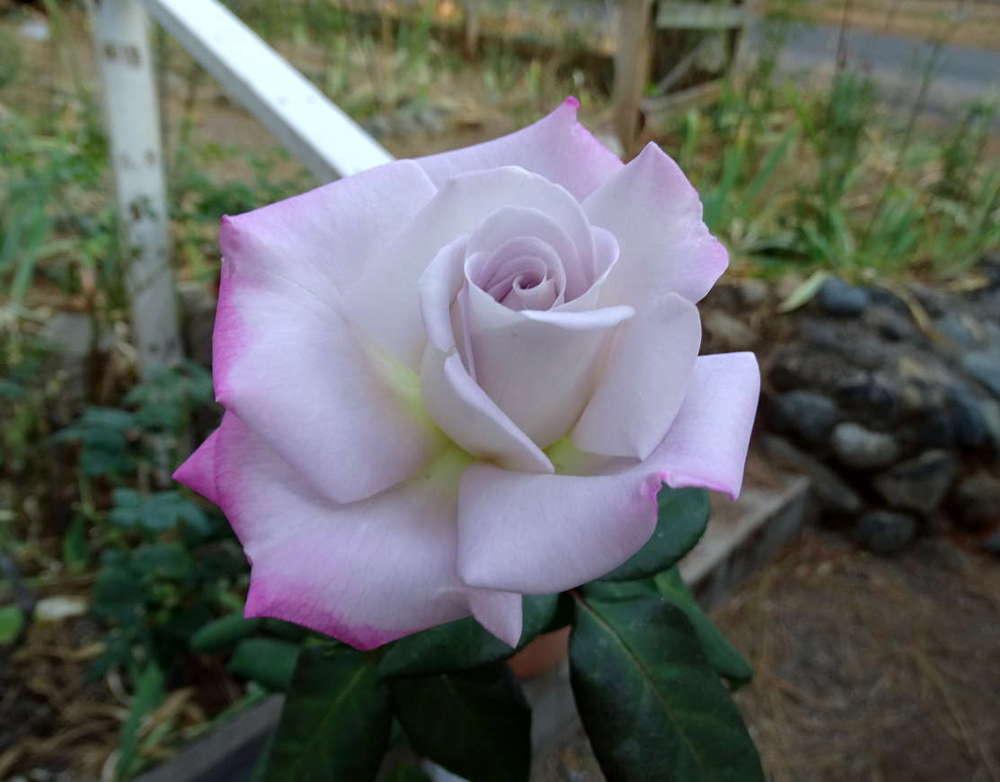 Photo of Rose (Rosa 'Silverado') uploaded by Beth_NorCal