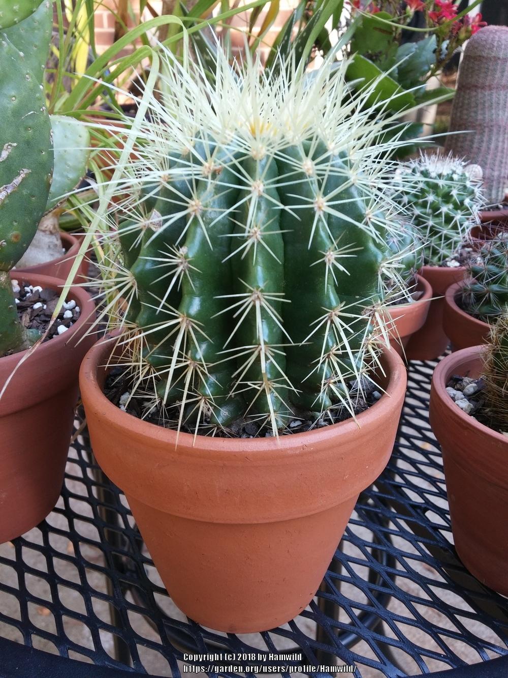 Photo of Golden Barrel Cactus (Kroenleinia grusonii) uploaded by Hamwild