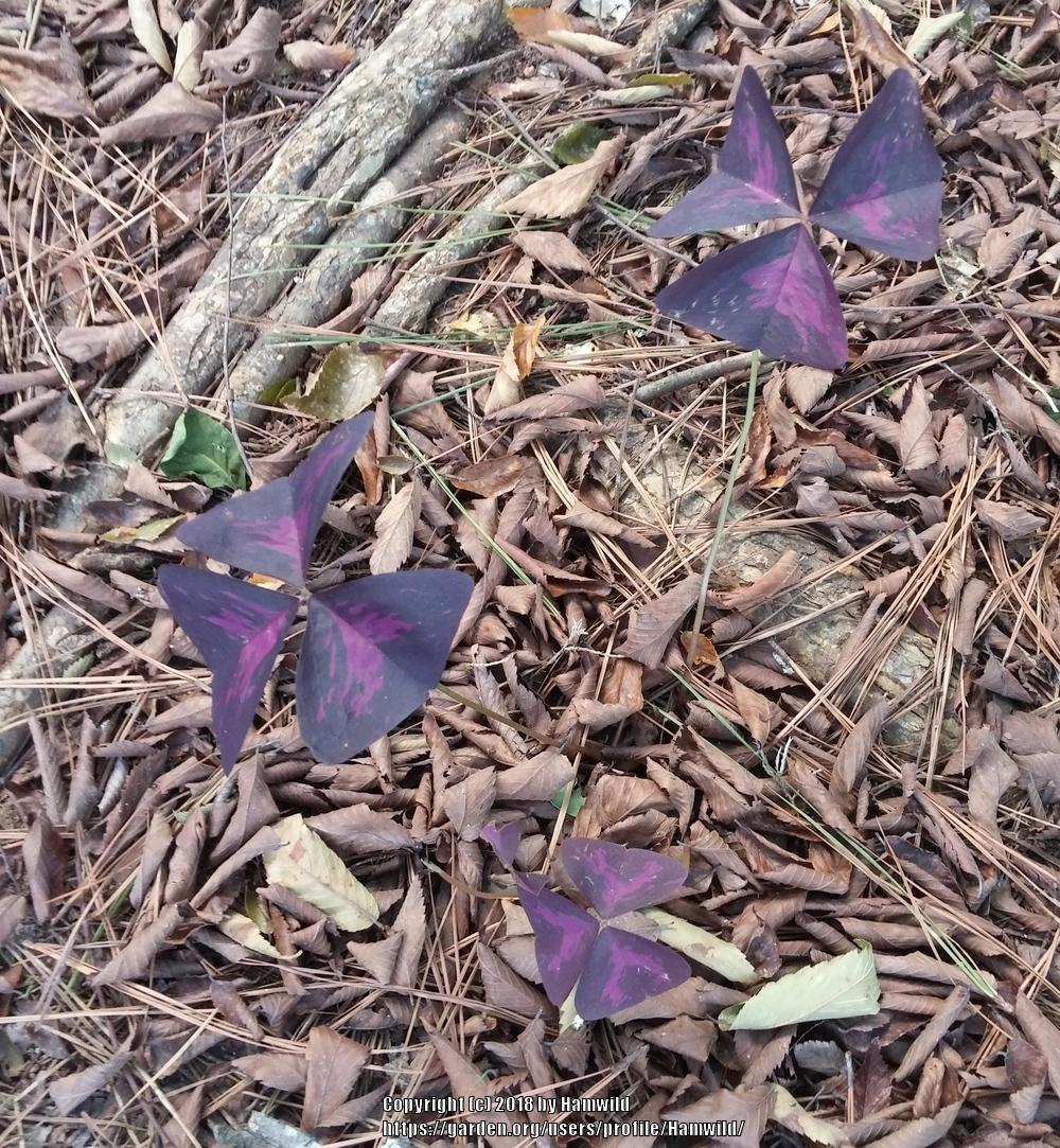 Photo of False Shamrock (Oxalis triangularis subsp. papilionaceae 'Atropurpurea') uploaded by Hamwild