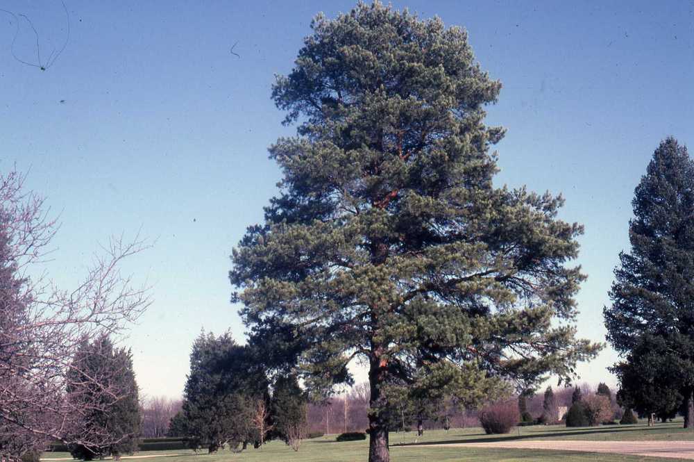 Photo of Scots Pine (Pinus sylvestris) uploaded by ILPARW
