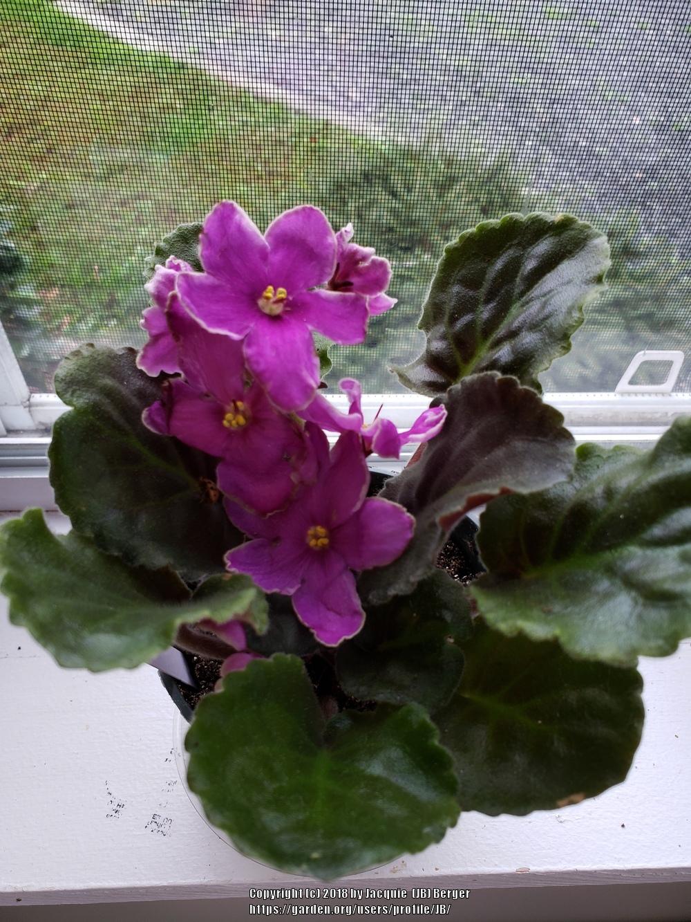 Photo of African Violet (Streptocarpus 'Icy Sunset') uploaded by JB
