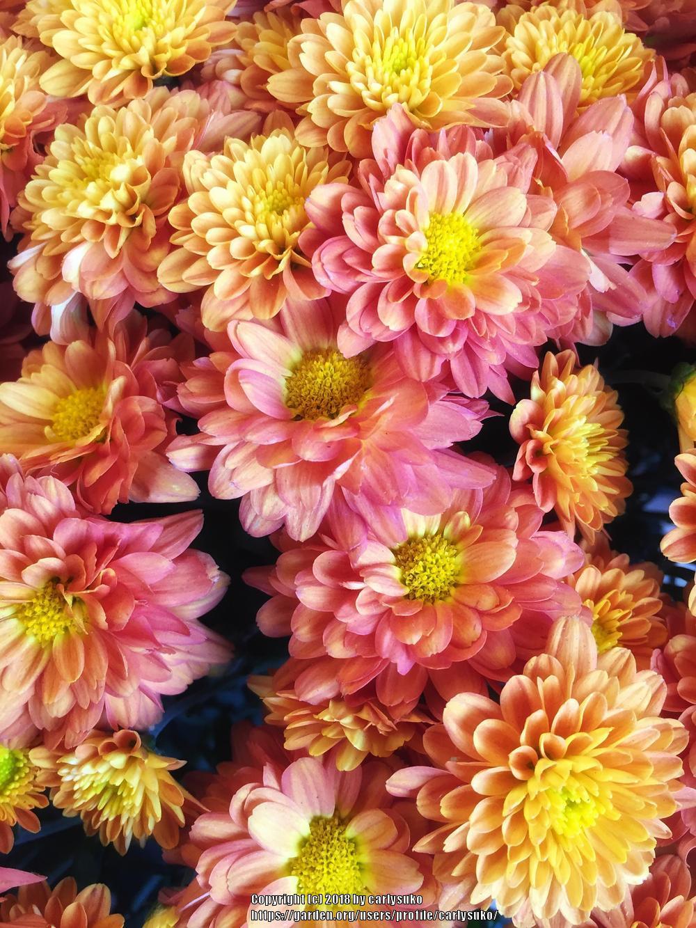 Photo of Chrysanthemum uploaded by carlysuko