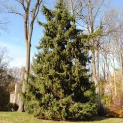 Location: West Chester, Pennsylvania
Date: 2010-11-10
Serbian Spruce (Picea omorika) tree