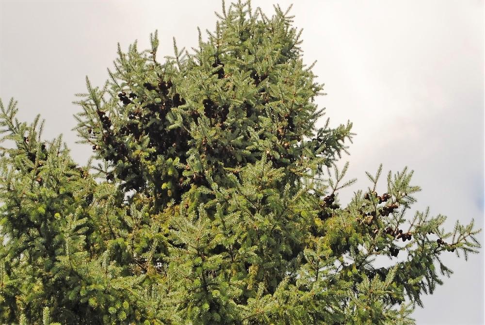 Photo of Spruces (Picea) uploaded by ILPARW